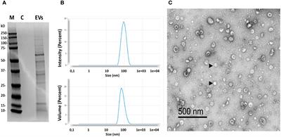 Immunomodulatory properties of Bacillus subtilis extracellular vesicles on rainbow trout intestinal cells and splenic leukocytes